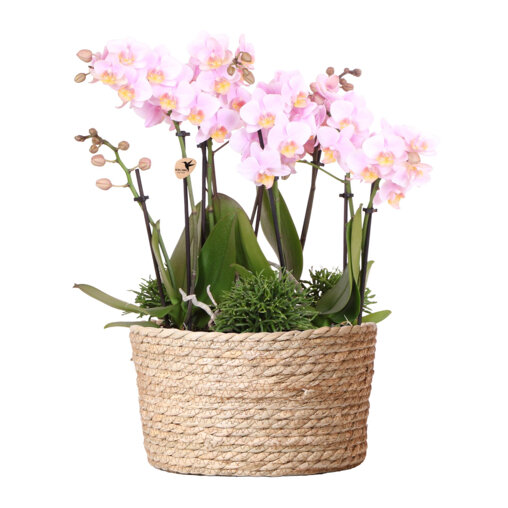 Roze orchideeën set in rieten mand